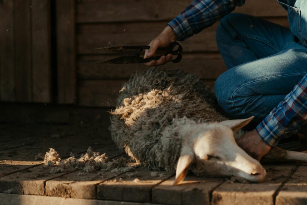 Pemangkasan Kuku dan Pemotongan Bulu
