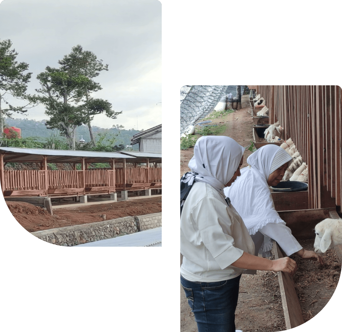 peternakan domba ternakpark wonosalam