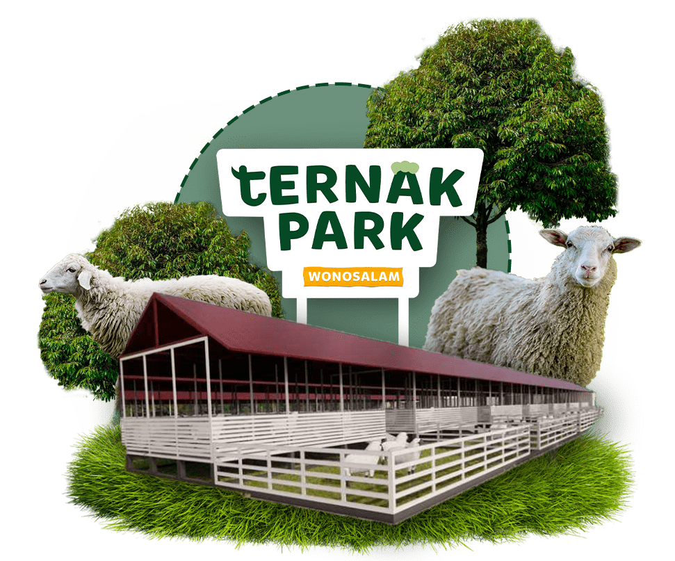 peternakan domba ternakpark wonosalam jombang jawa timur